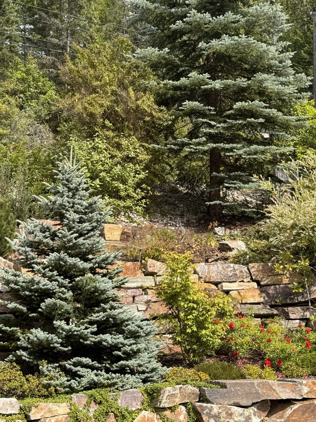 Blue spruce and mixed conifers above the terraced beds