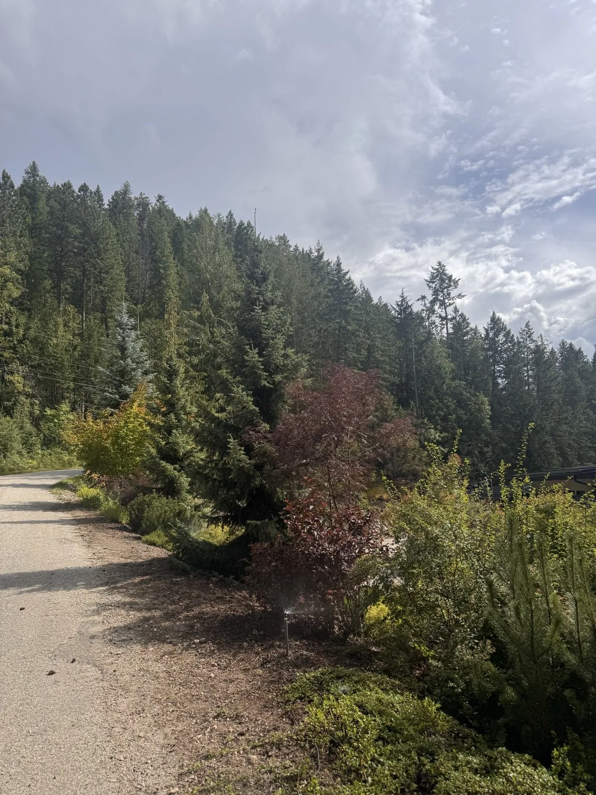 Irrigation along a gravel drive lined with young evergreens