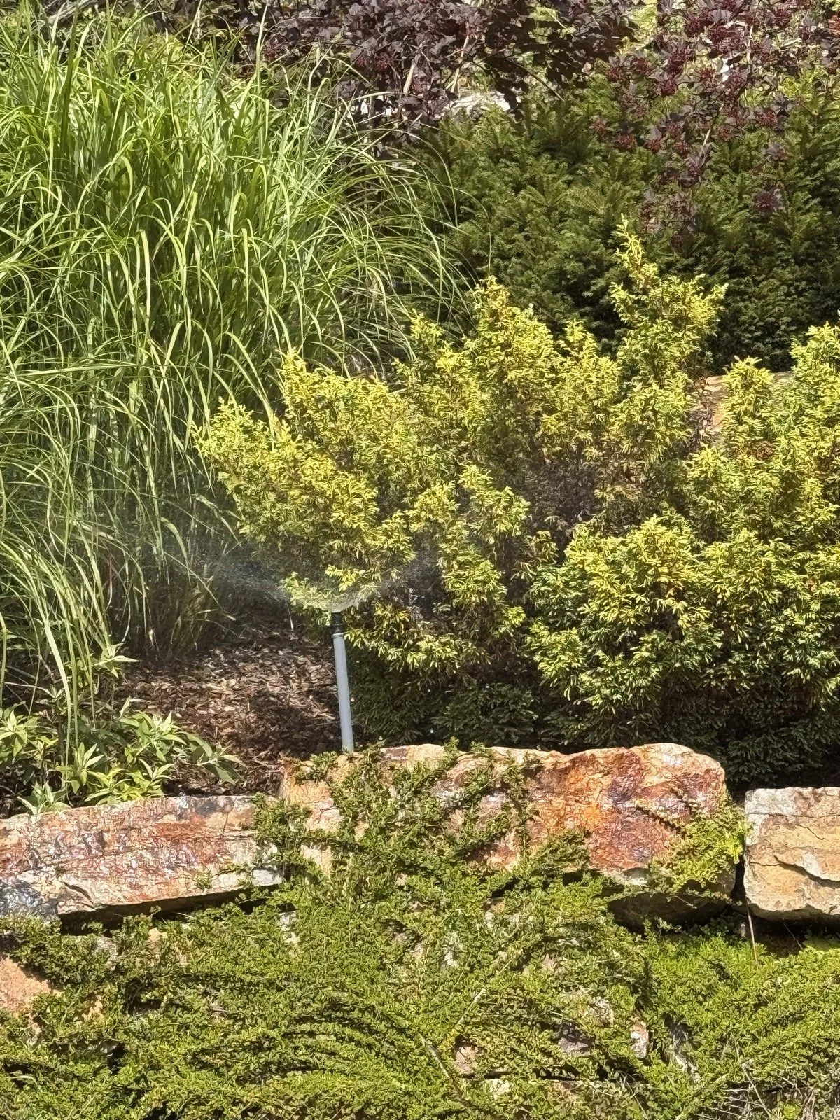 A head throwing water across junipers along the rock wall