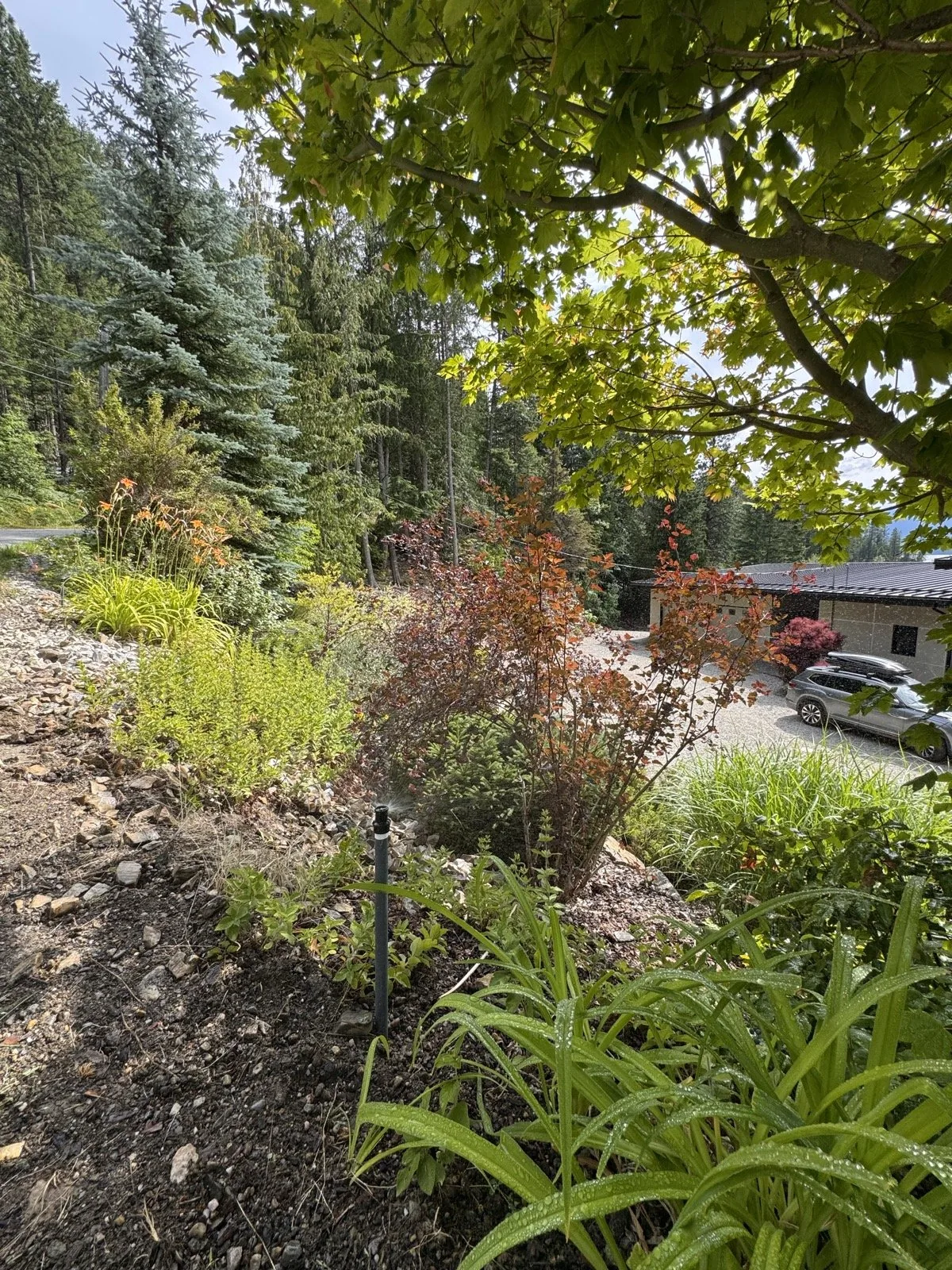 Coverage reaching through mixed plantings under mature spruce