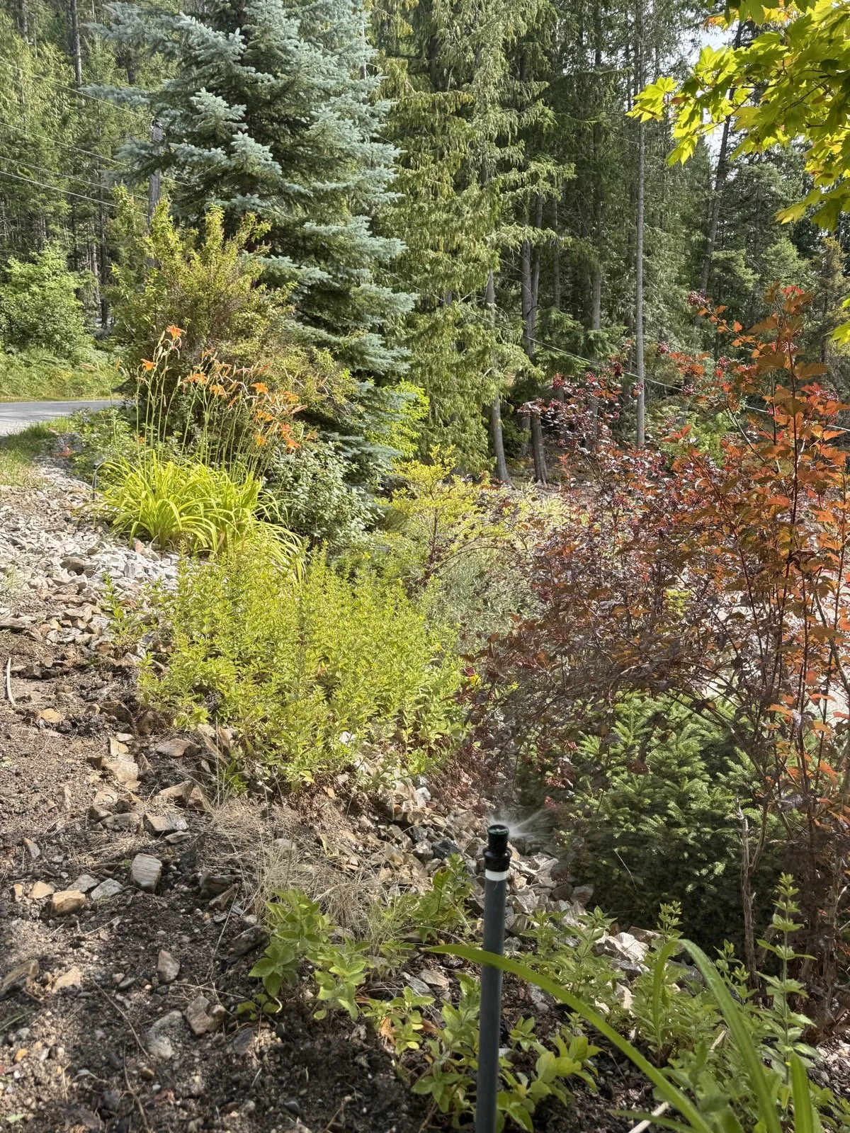 A head running in a rocky shrub bed on the hillside