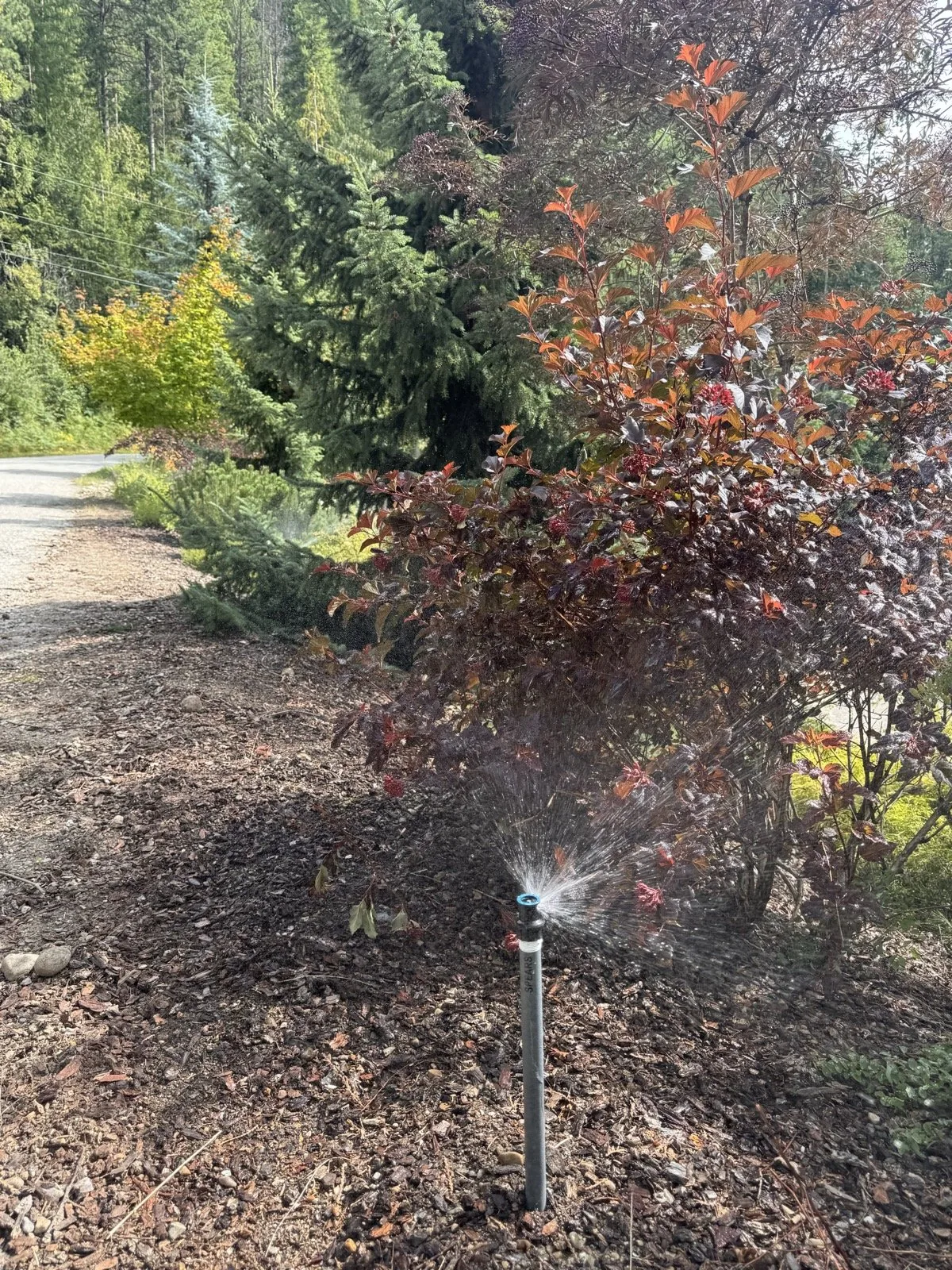 A shrub head misting a red-leaf planting on a mulched slope