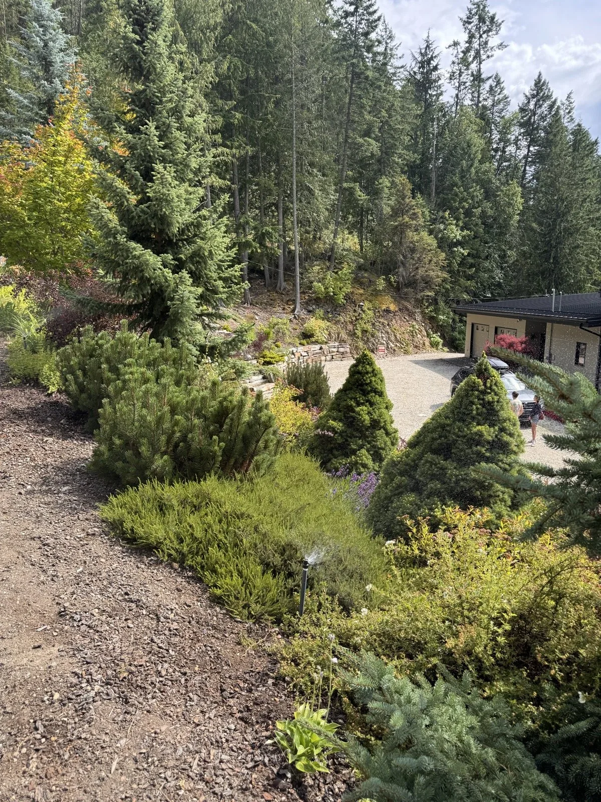 Slope plantings getting coverage on a forested acreage