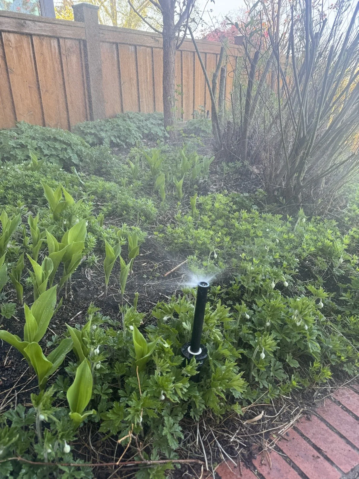 Low-angle bed watering through a dense perennial planting