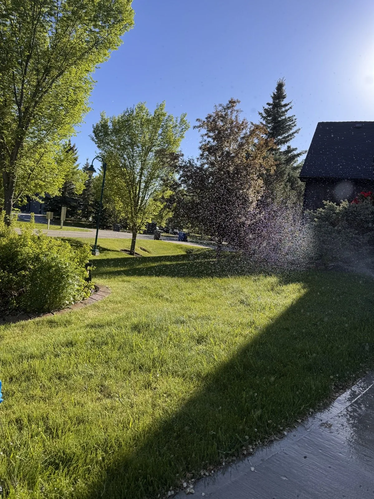 Backlit spray at the edge of the lawn on a morning cycle