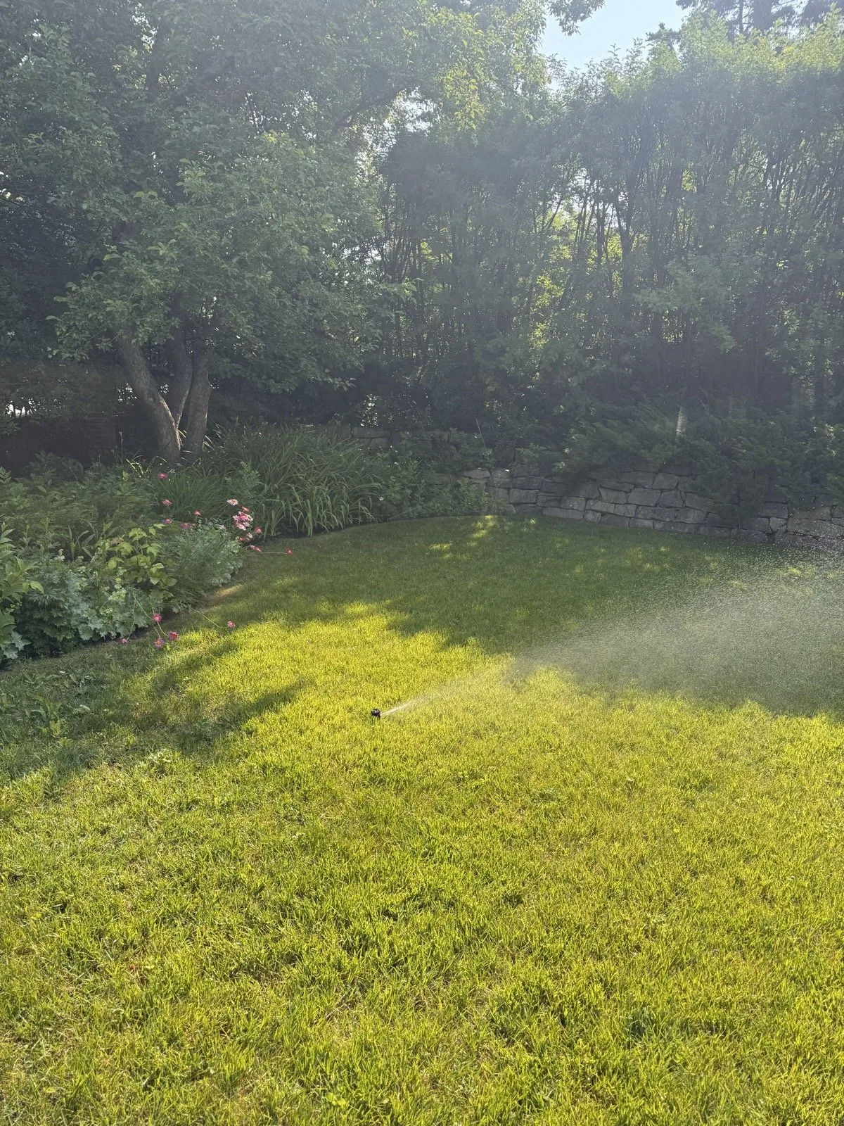 Fine spray settling over a shaded backyard lawn