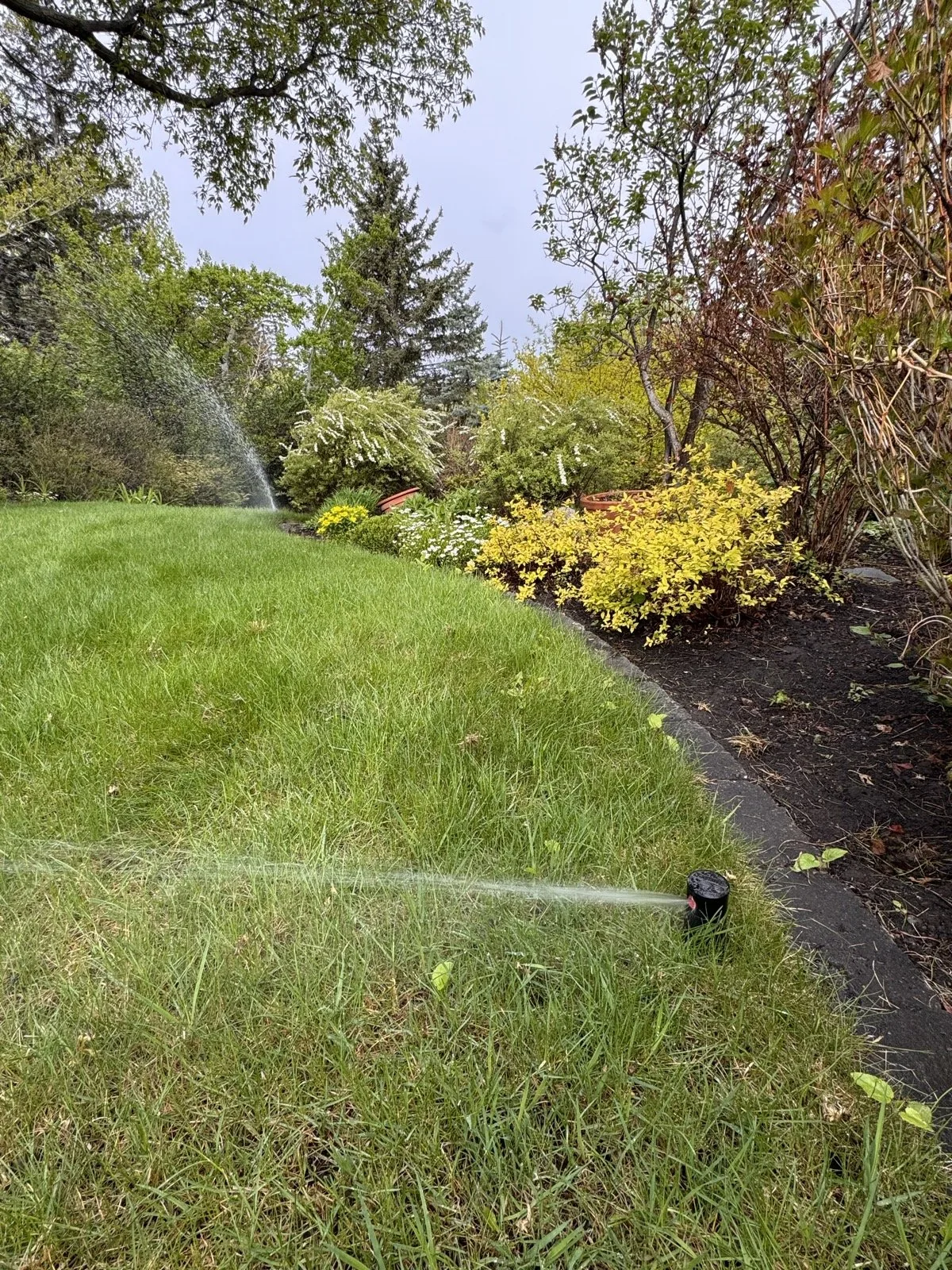 Head-to-head coverage across the crown of a bermed lawn