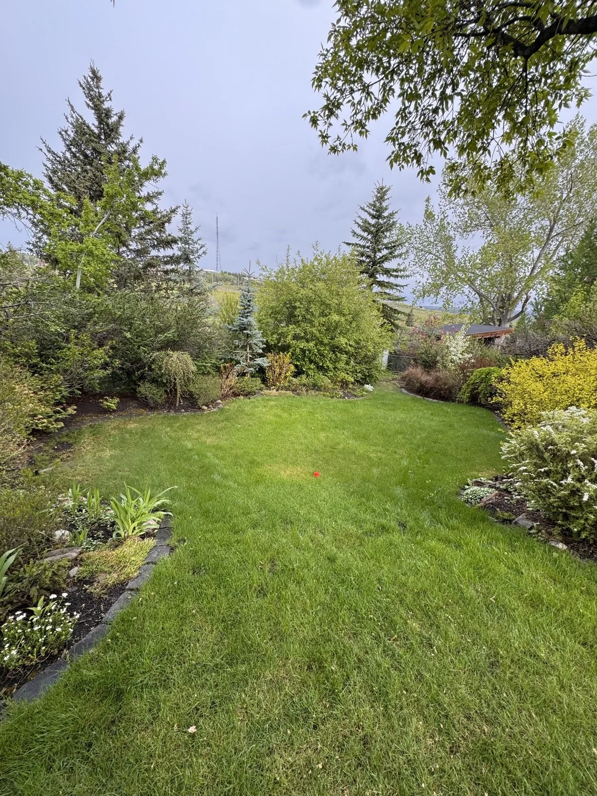 Mist drifting across a mature backyard garden