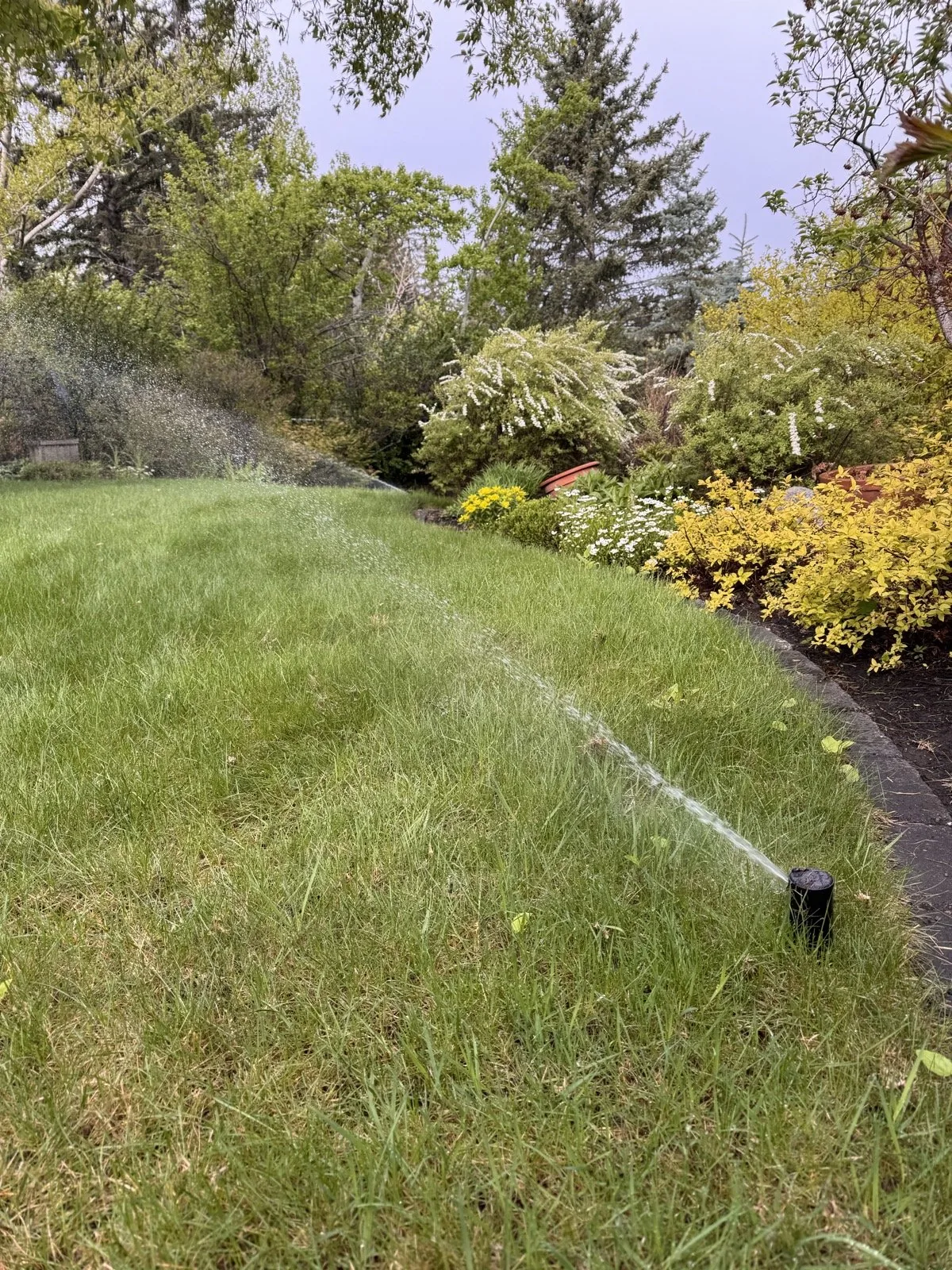 A rotor watering a mounded lawn with crisp bed edging behind it
