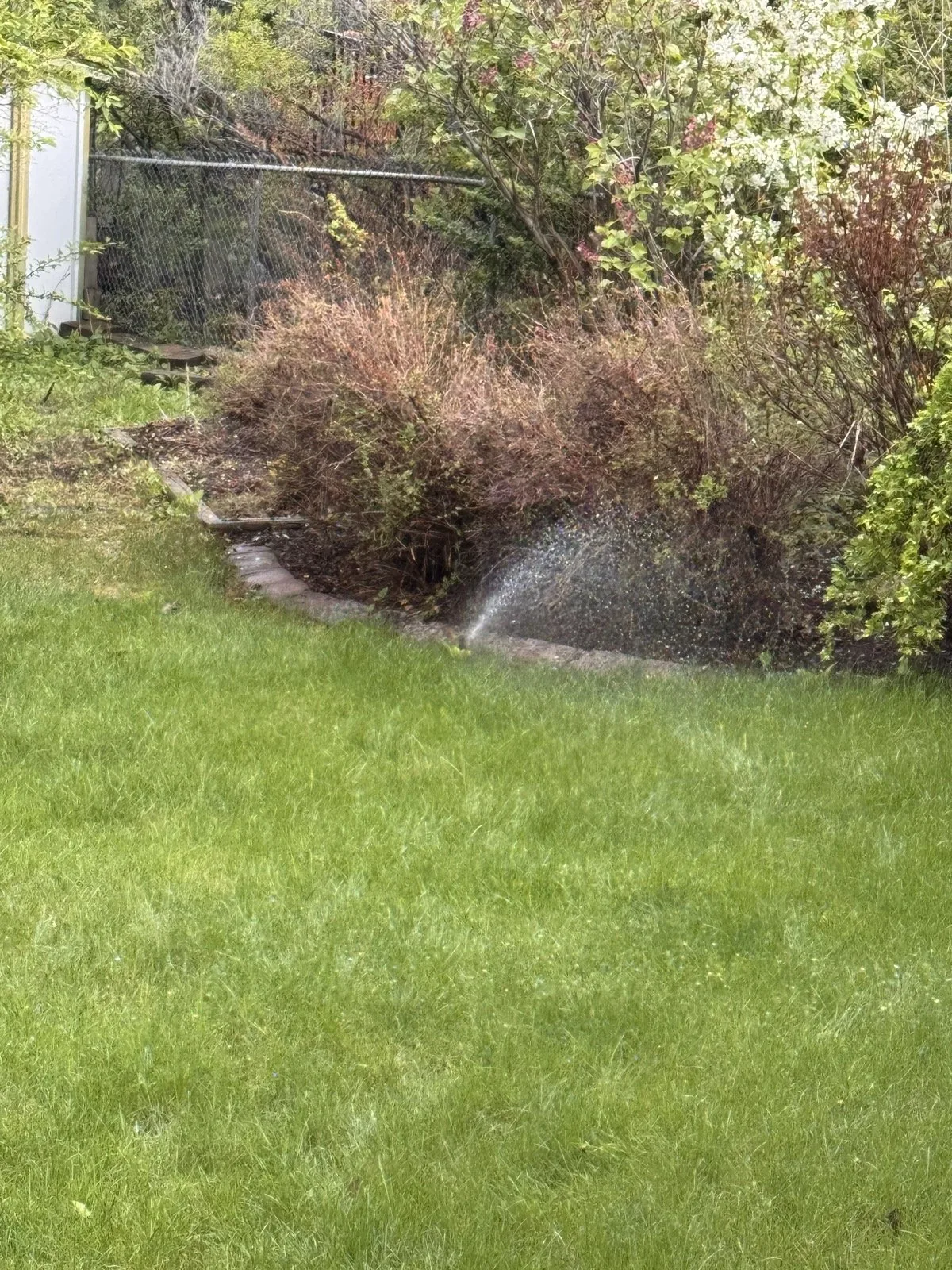 A spray zone working the lawn beside a shrub border