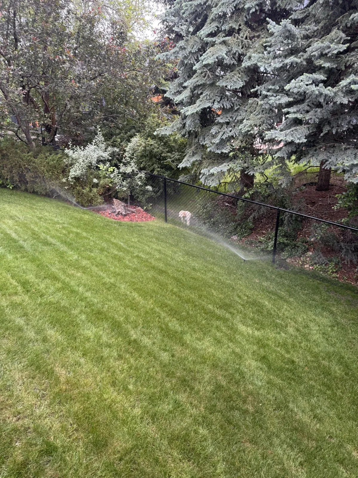 Sprinklers working the fence line in a family backyard